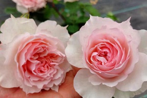 浪漫系列月季有哪些